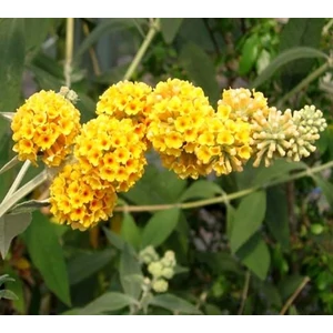 Nyáriorgona 3 literes kont. sárga