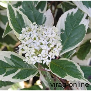 Tarkalevelű Som, Cornus 40-60cm bokor