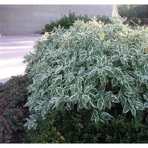 Tarkalevelű Som, Cornus 40-60cm bokor