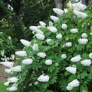 Tölgylevelű hortenzia 'burgundy' 2 lit. kont