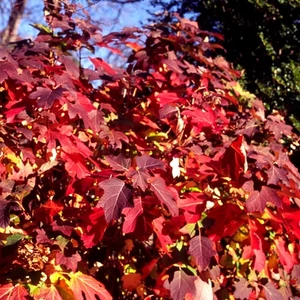 Tölgylevelű hortenzia 'burgundy' 2 lit. kont