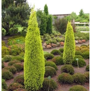 Sárga, oszlopos boróka 2 literes kont. 30-40 cm Sárga, oszlopos boróka 2 literes kont. 30-40 cm