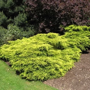 Arany terülő boróka 2 lit. kont.  Arany terülő boróka 2 lit. kont.