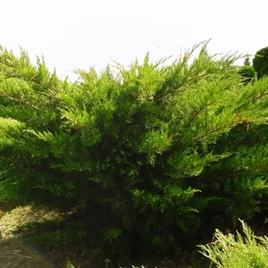 Zöld terülő boróka 2 literes kont. Zöld terülő boróka 2 literes kont.