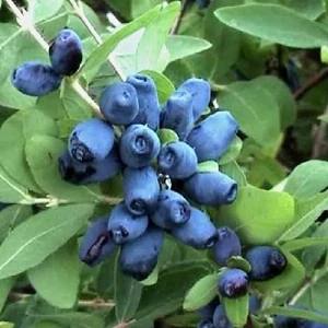 Szibériai mézbogyó 2 lit. kont.