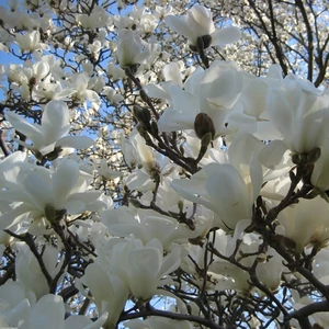 Liliomfa fehér 2 lit. kont. Liliomfa fehér 2 lit. kont.