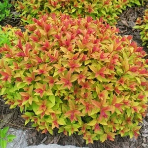 Japán gyöngyvessző Gold Flame 2 literes kont.