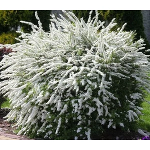 Hamvas gyöngyvessző  'Grefsheim 2 literes kont.