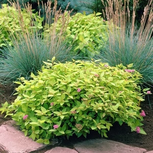 Aranylevelű Japán gyöngyvessző 2 literes kont. Aranylevelű Japán gyöngyvessző 2 literes kont.