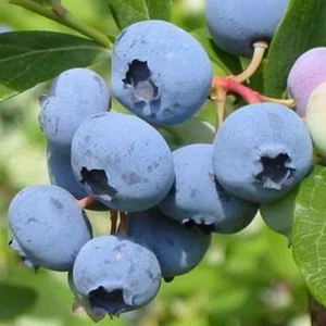 Fürtös áfonya 2 literes konténerben