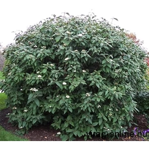 Örökzöld Bangita 2 literes kont.