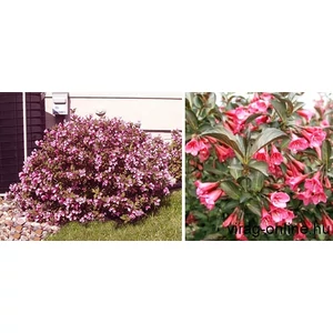 Törpe Rózsalonc, Weigela 2 literes kont. 30-40cm