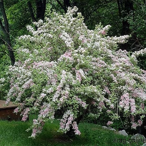 Tarka levelű Rózsalonc, Weigela 2 literes kont. 30-40cm