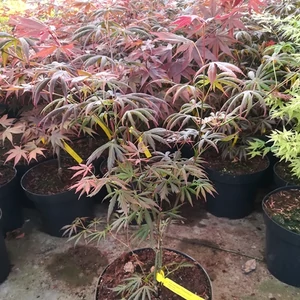 Japán Juhar oltvány Starfish 9,5 lit. kont.