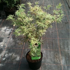 Japán Juhar Butterfly 5 lit. kont.