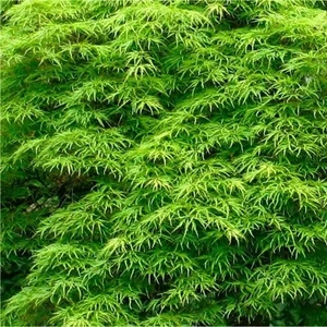 Japán Juhar oltvány Emerald Lace 4 lit kont.