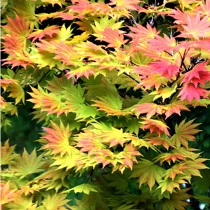 Japán Juhar moonrise 70 cm