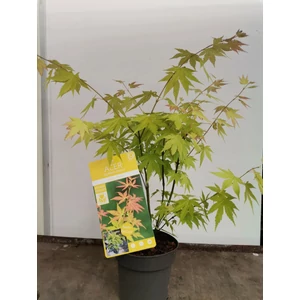 Japán Juhar narancs 5 lit.- 50-60cm