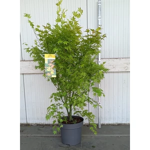 Japán Juhar narancs 100-120 cm bokor