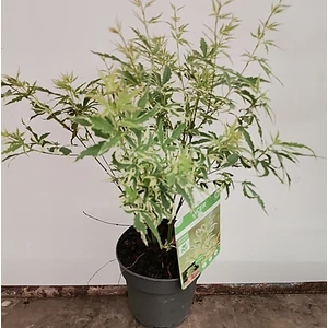 juhar_campestre_carneval