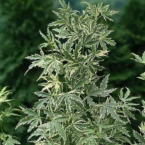 juhar_campestre_carneval