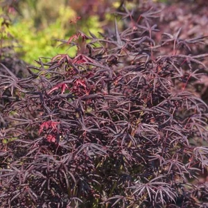 Japán Juhar oltvány Starfish 9,5 lit. kont.