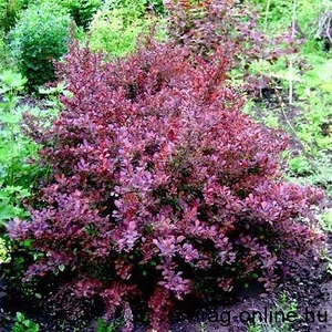 Japán Borbolya 2 lit.