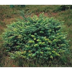 Ékszerborbolya, Berberis 25-35 cm bokor