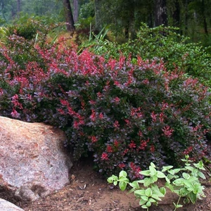 Törpe Japán Vérborbolya 2 lit