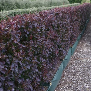 Japán Borbolya 2 lit.