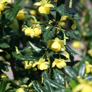 Törpe ezüstös borbolya