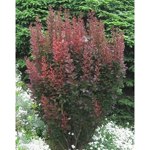 Japán Borbolya red pillar 2 lit.