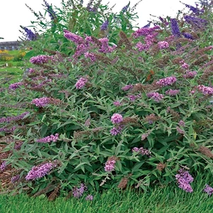 Nyáriorgona 2 literes kont. rózsaszín