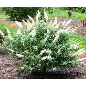 Törpe nyáriorgona, Buddleia 2 literes kont.