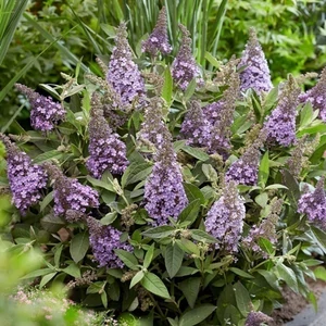 Nyáriorgona törpe candy little pink