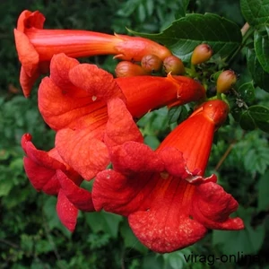 Trombitafolyondár Trombitafolyondár