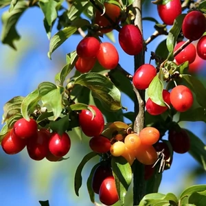 Húsos Som 2 lit kont