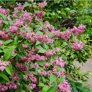 Rózsaszín Gyöngyvirágcserje 2 literes konténerben, Tourbillon rouge Rózsaszín Gyöngyvirágcserje 2 literes konténerben, Tourbillon rouge