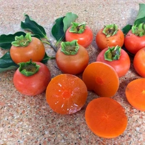 Datolyaszilva tipo 200-250 cm 15 lit. kont.