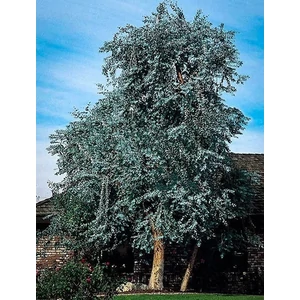 Havasi eukaliptusz 5 literes konténerben, 100 cm, Eucalyptus gunnii Havasi eukaliptusz 5 literes konténerben, 100 cm, Eucalyptus gunnii