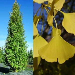 Páfrányfenyő oltvány 5 lit. kont. 80 cm, oszlopos Ginkgo 