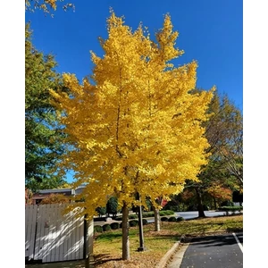 Páfrányfenyő 5 lit. kont. San Jose gold