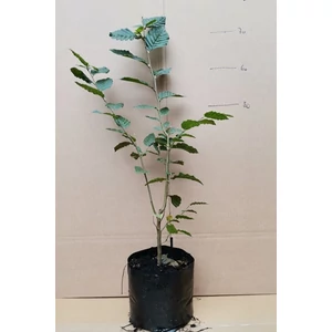 Gyertyán 2 lit kont