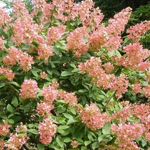 Bugás hortenzia 2 lit kont. pink diamond Bugás hortenzia 2 lit kont. pink diamond