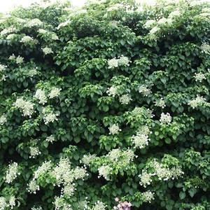 Kúszó Hortenzia 30-50 cm Kúszó Hortenzia 30-50 cm