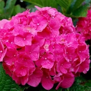 Hortenzia ‘magentha power’ 2 literes konténerben
