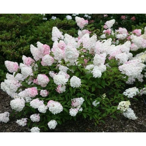 Bugás hortenzia 2 lit kont. vanille fraise Bugás hortenzia 2 lit kont. vanille fraise