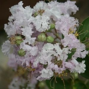 Selyemmirtusz fehér 2 lit kont Selyemmirtusz fehér 2 lit kont