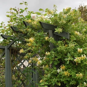 Örökzöld japán lonc, Lonicera 2 lit. kont. 30-60 cm Örökzöld japán lonc, Lonicera 2 lit. kont. 30-60 cm