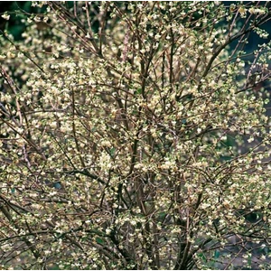 Tél szépe lonc 2 lit.kont.